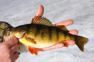 Ice Fishing for Jumbo Perch - Tips & Techniques