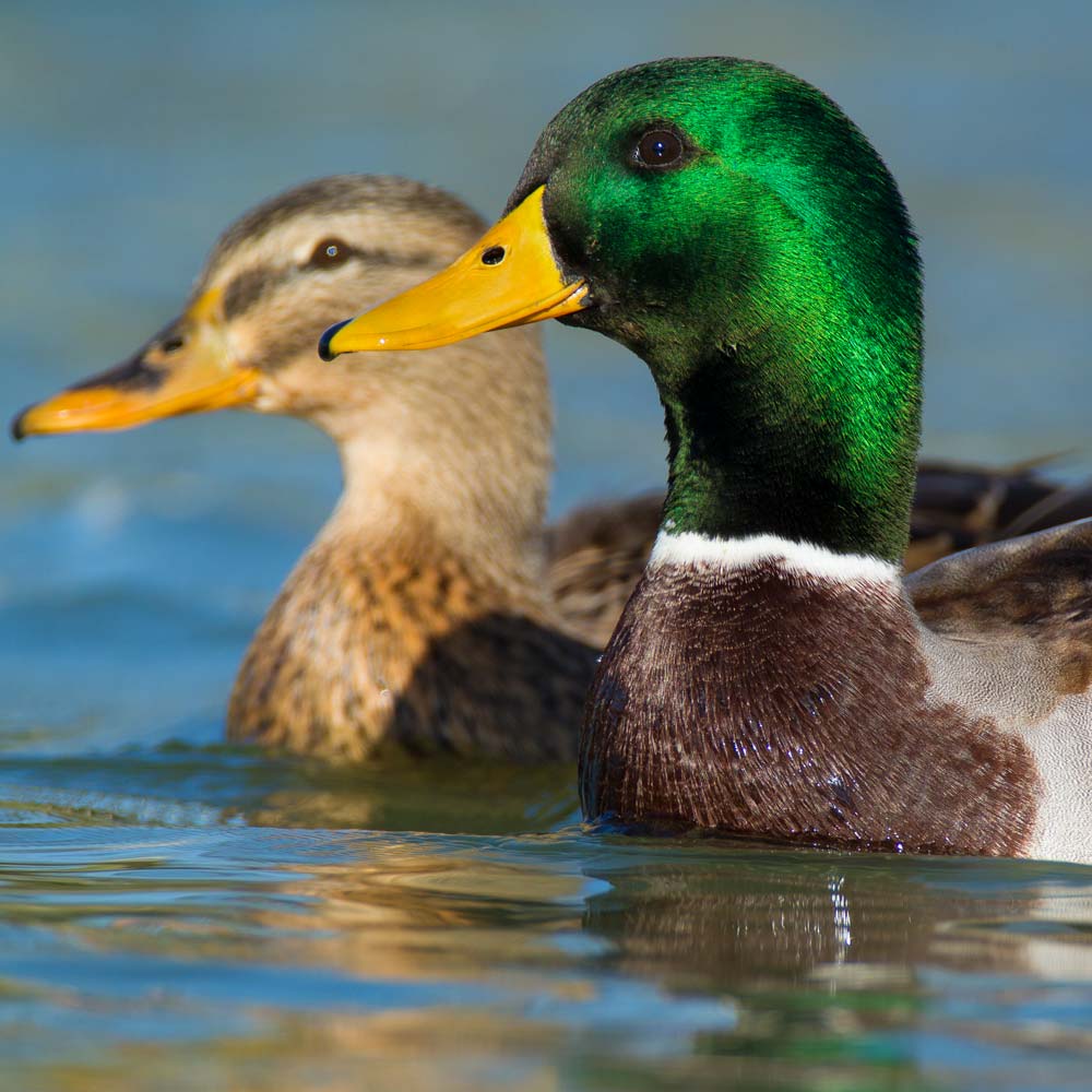 Waterfowl Hunting