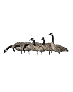 Avian-X AXP Honkers Canada Goose Fusion 6 Pack
